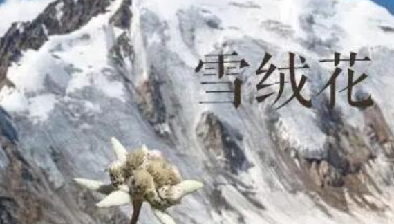 《光遇》雪绒花简谱乐谱分享